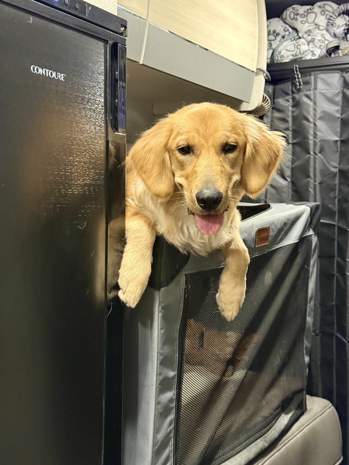 Kaia hanging out of her crate in the van, paws dangling