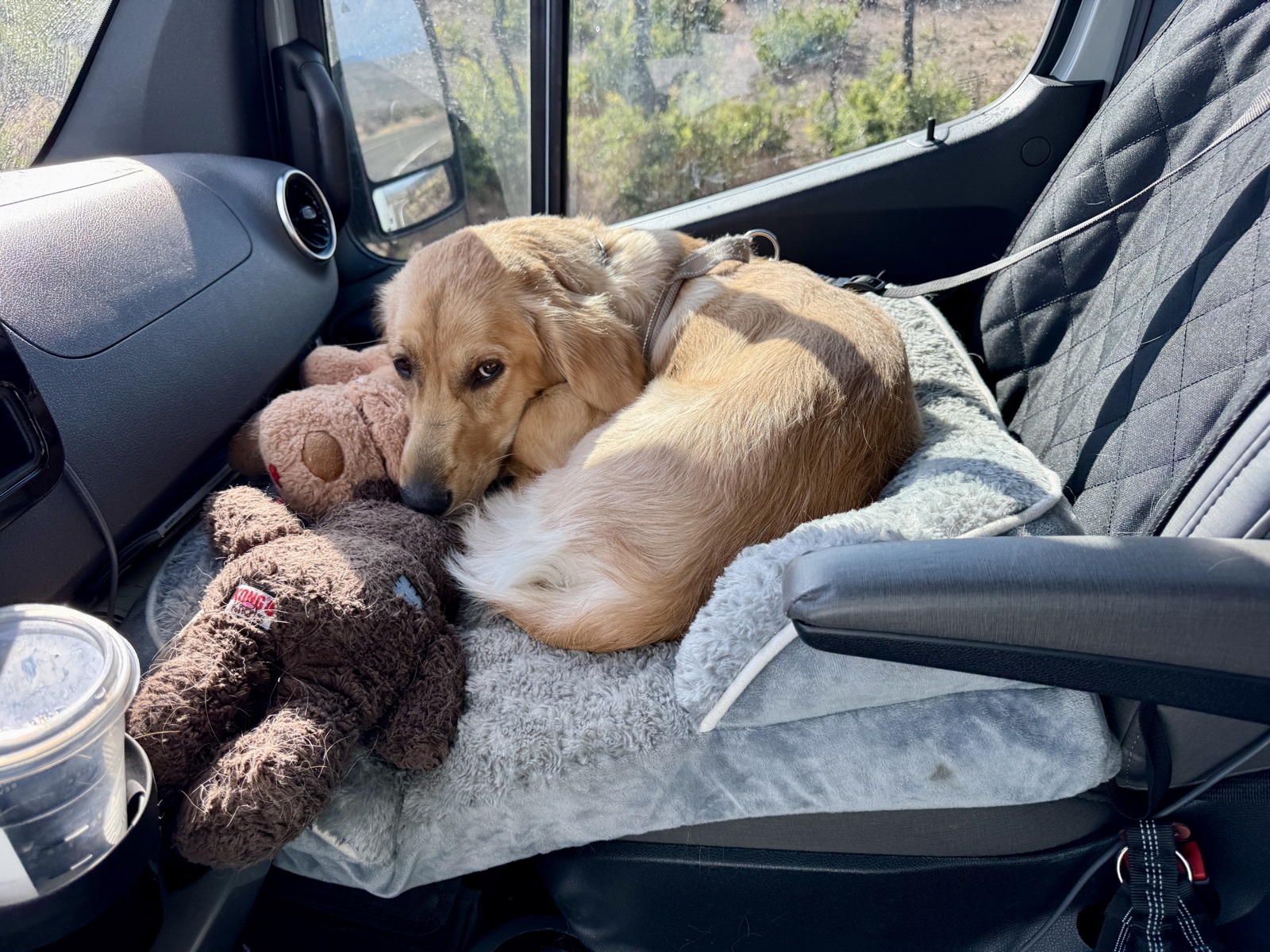 Kaia curled up on the van seat with her teddy bear