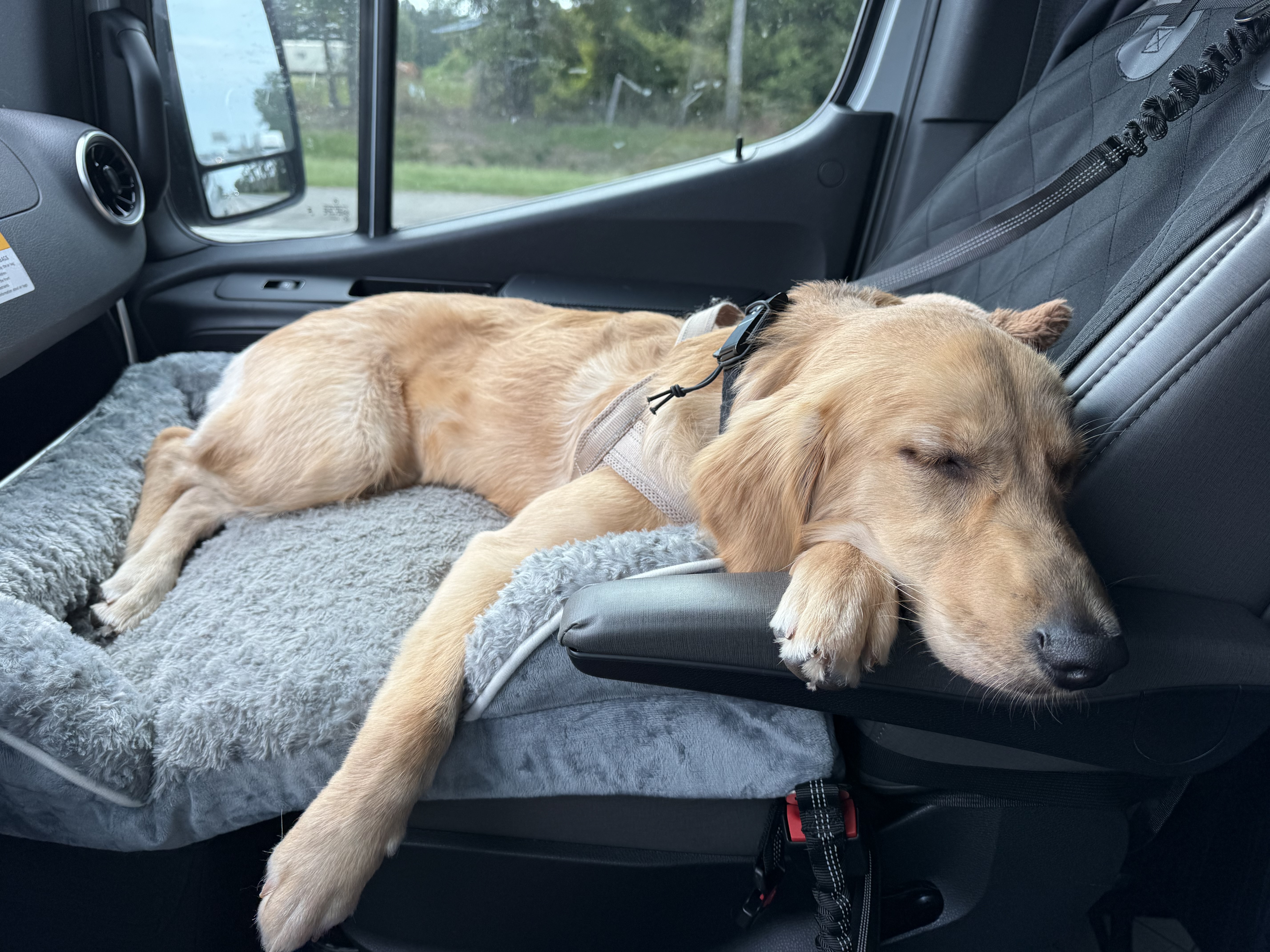 Kaia napping on the road