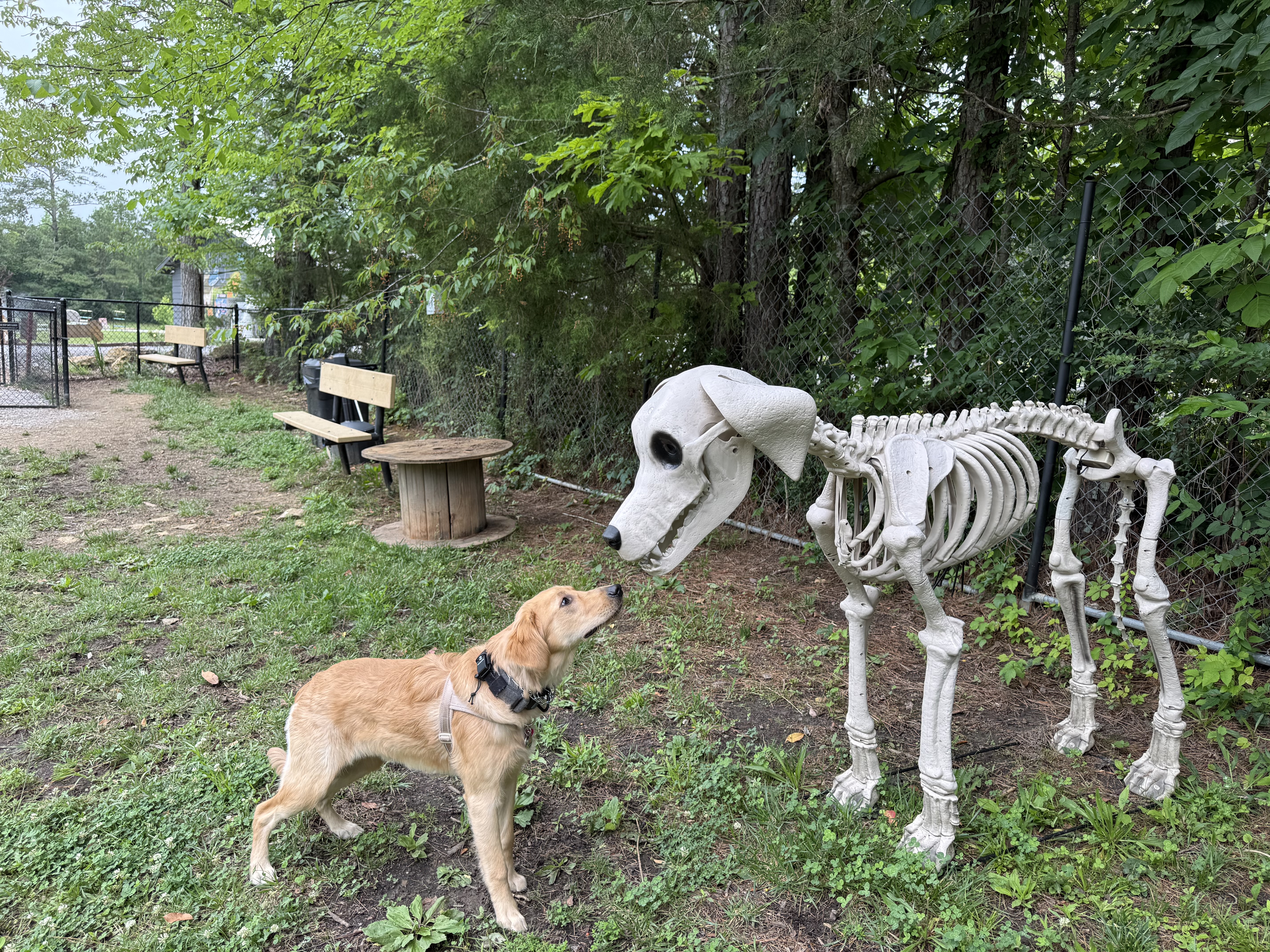 Kaia meets a skeleton dog