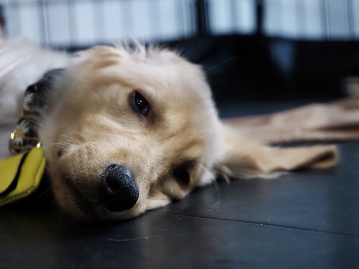 Kaia the golden retriever