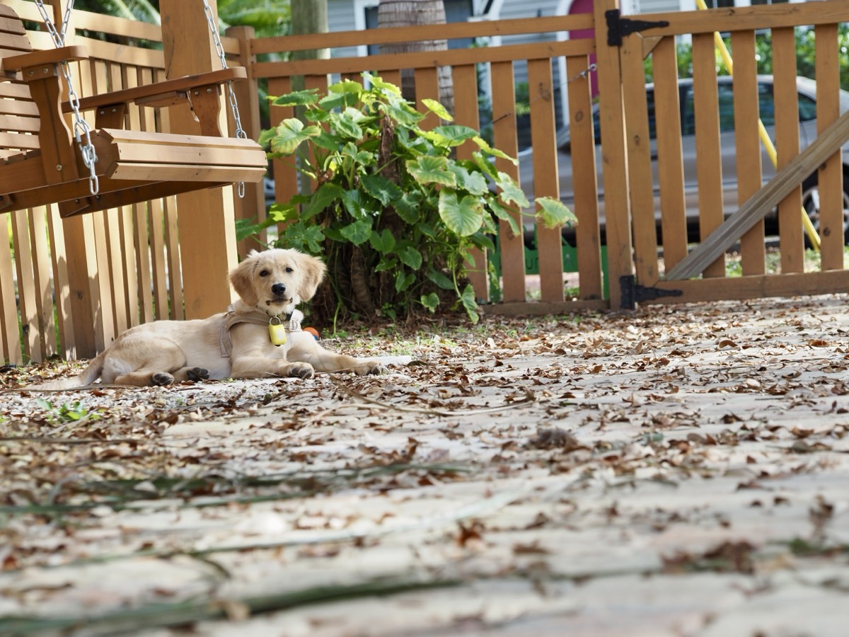 Kaia relaxing by the porch