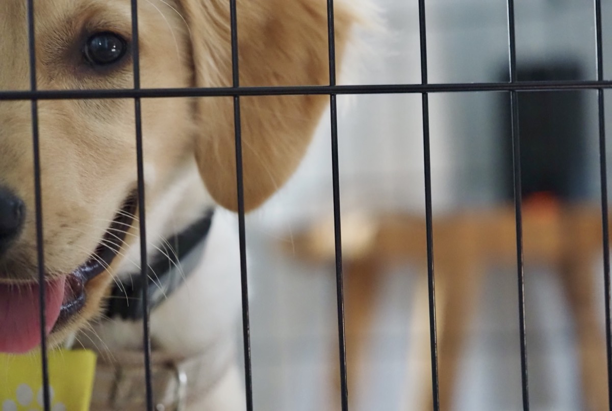 Kaia in her crate