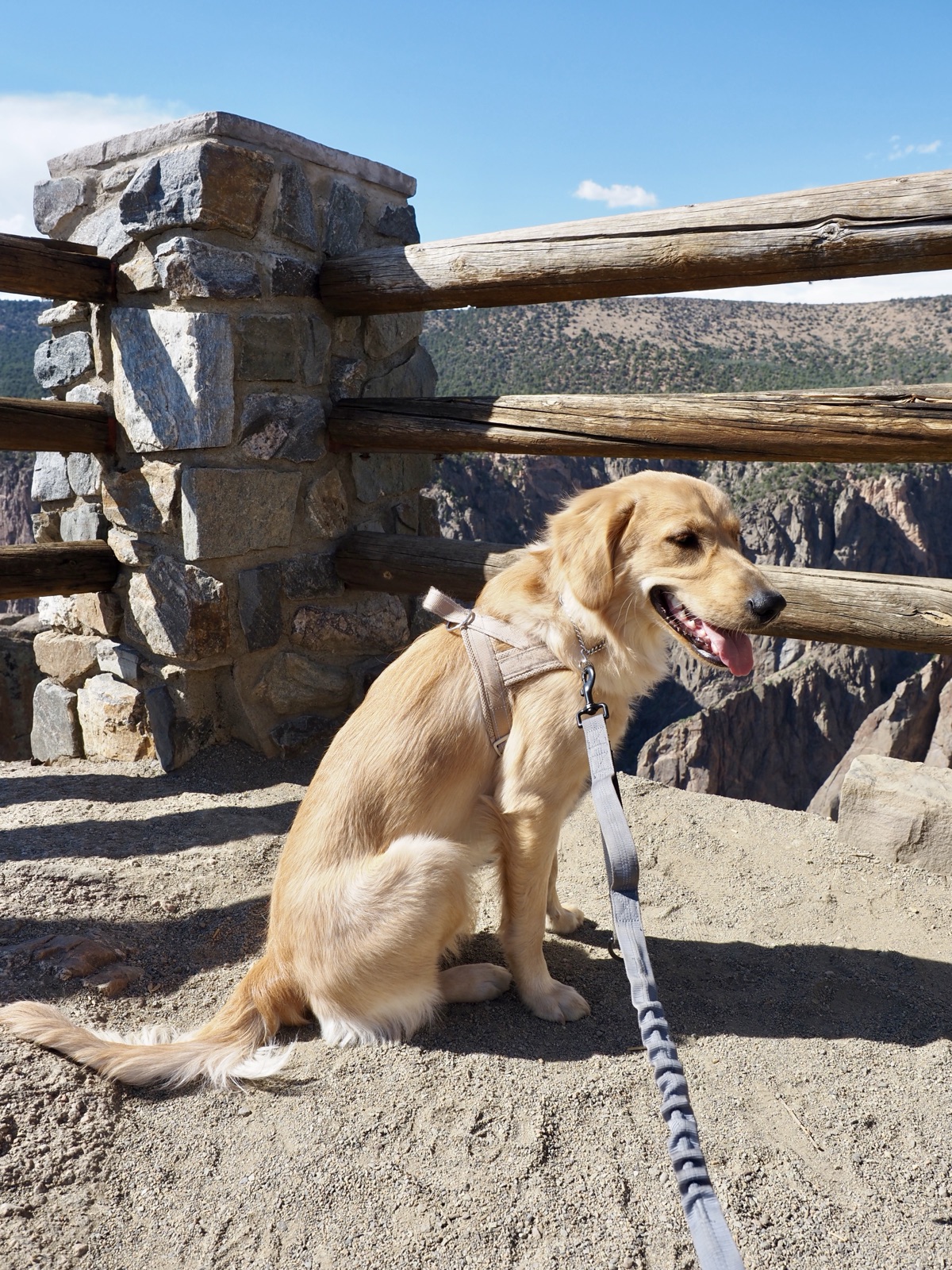 Kaia at the Black Canyon of the Gunnison overlook