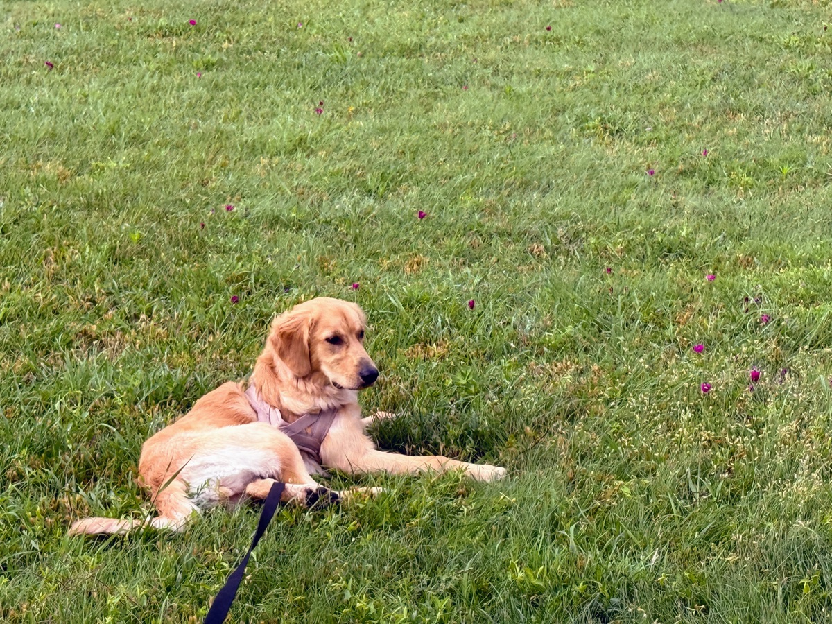 Kaia settling in at the campground