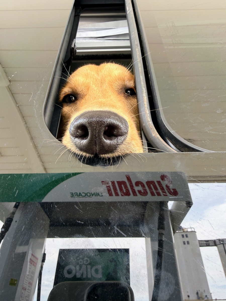 Kaia's snoot at a desert gas station