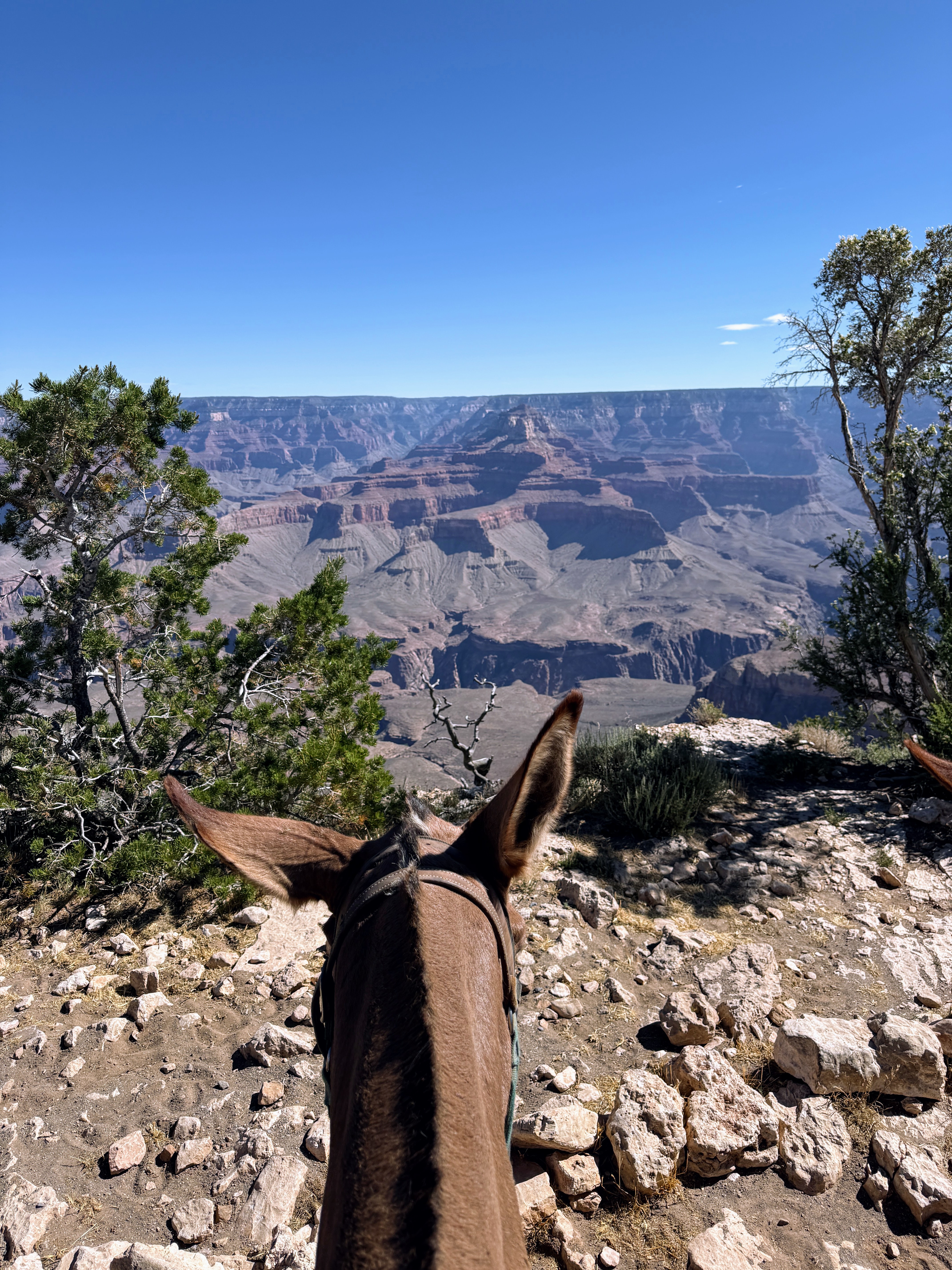 The view over the Grand Canyon from the back of my mule