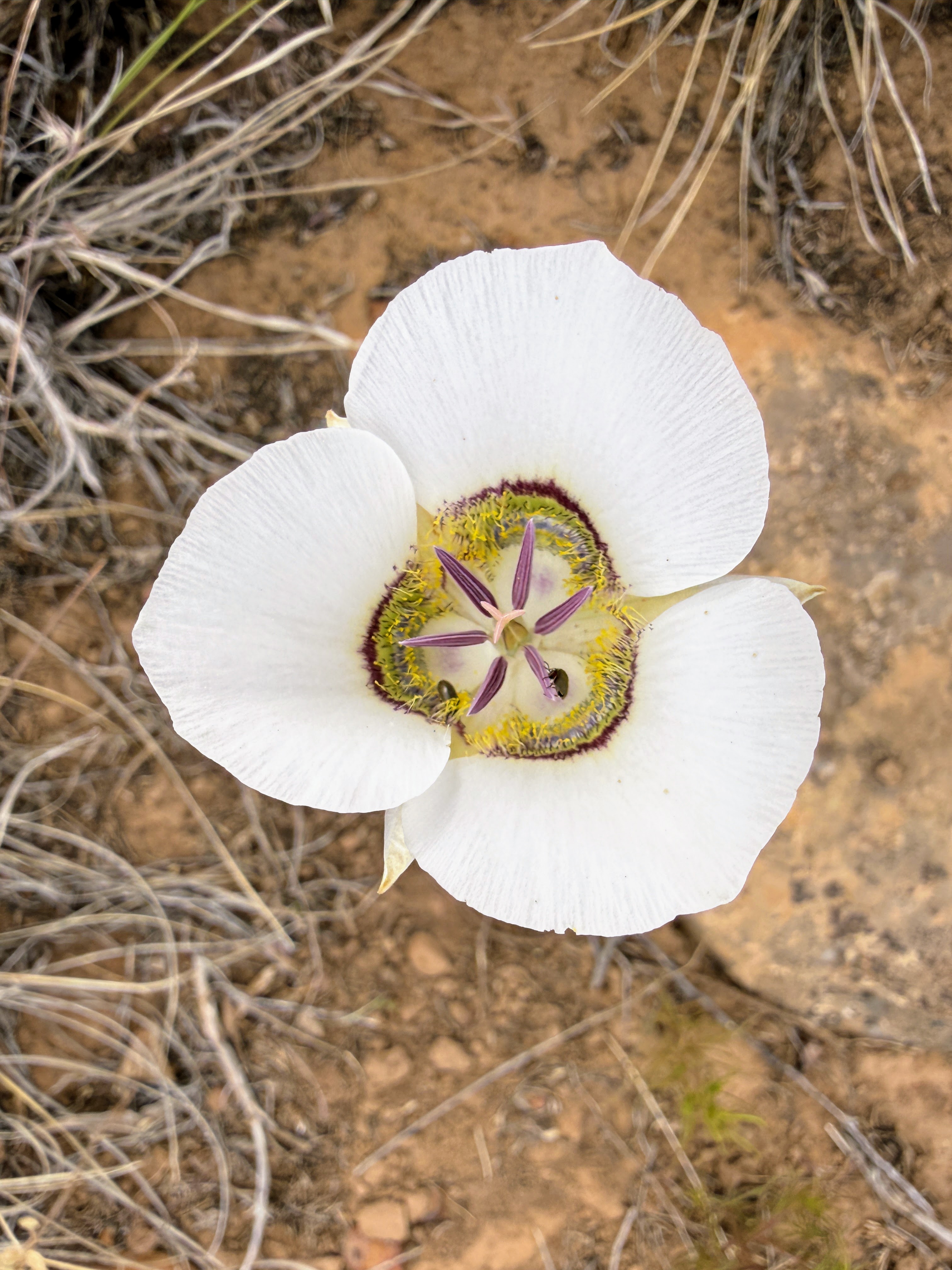 Mariposa lily blooming at Mesa Verde