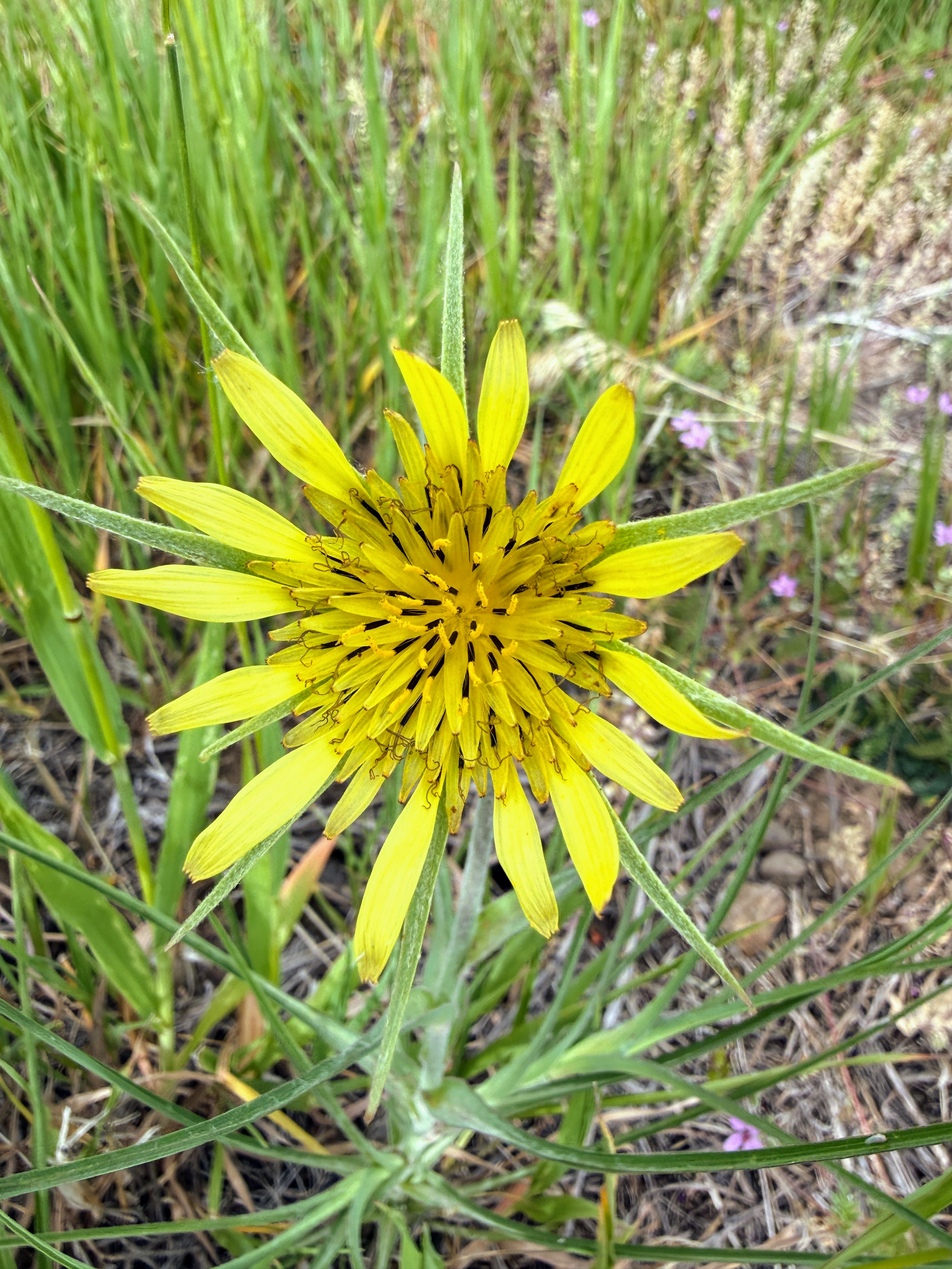 Yellow salsify wildflower near Monarch Pass