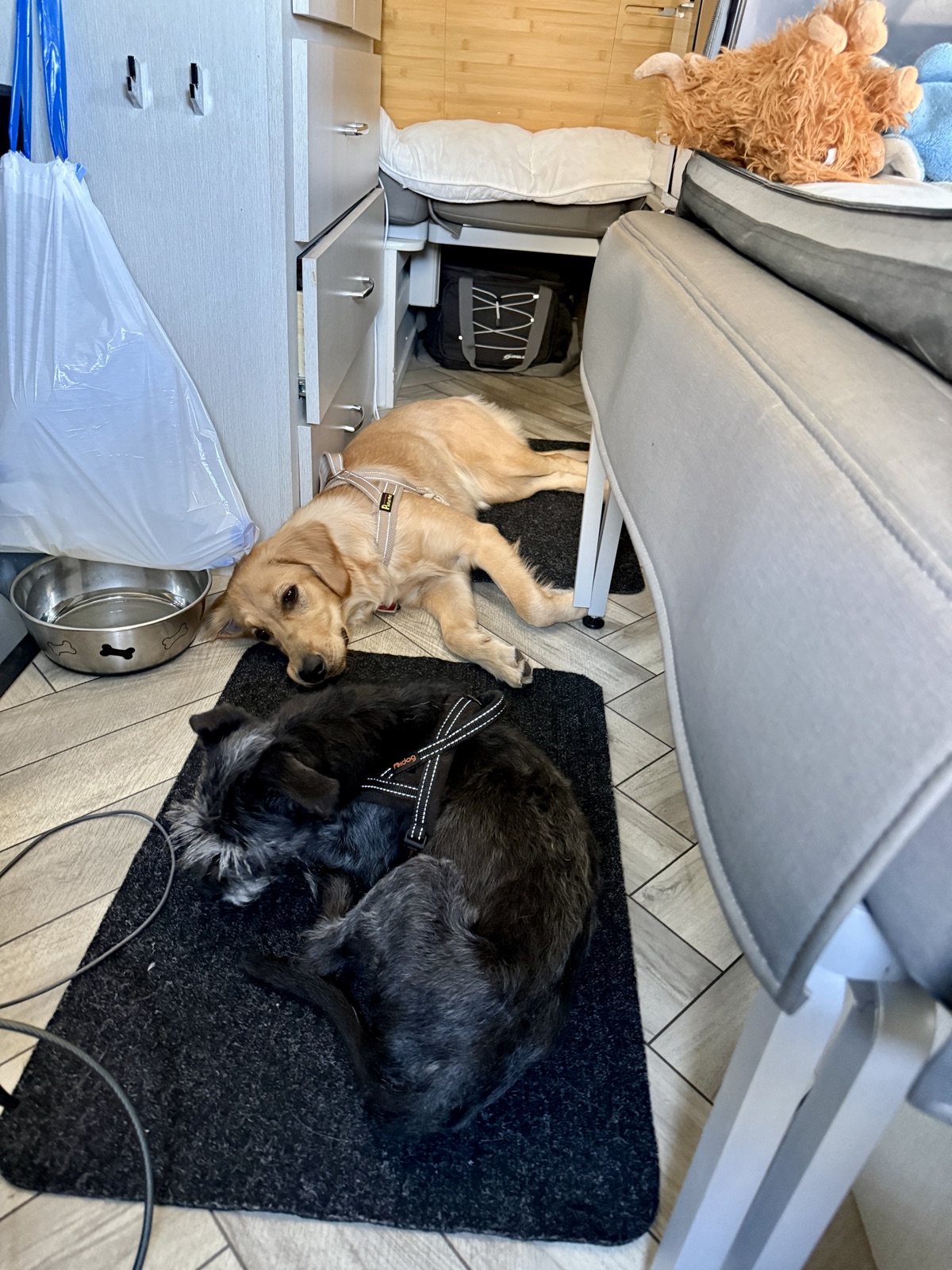 Out cold before I'd even leveled the van. This is the whole travel crew, giving me nothing.