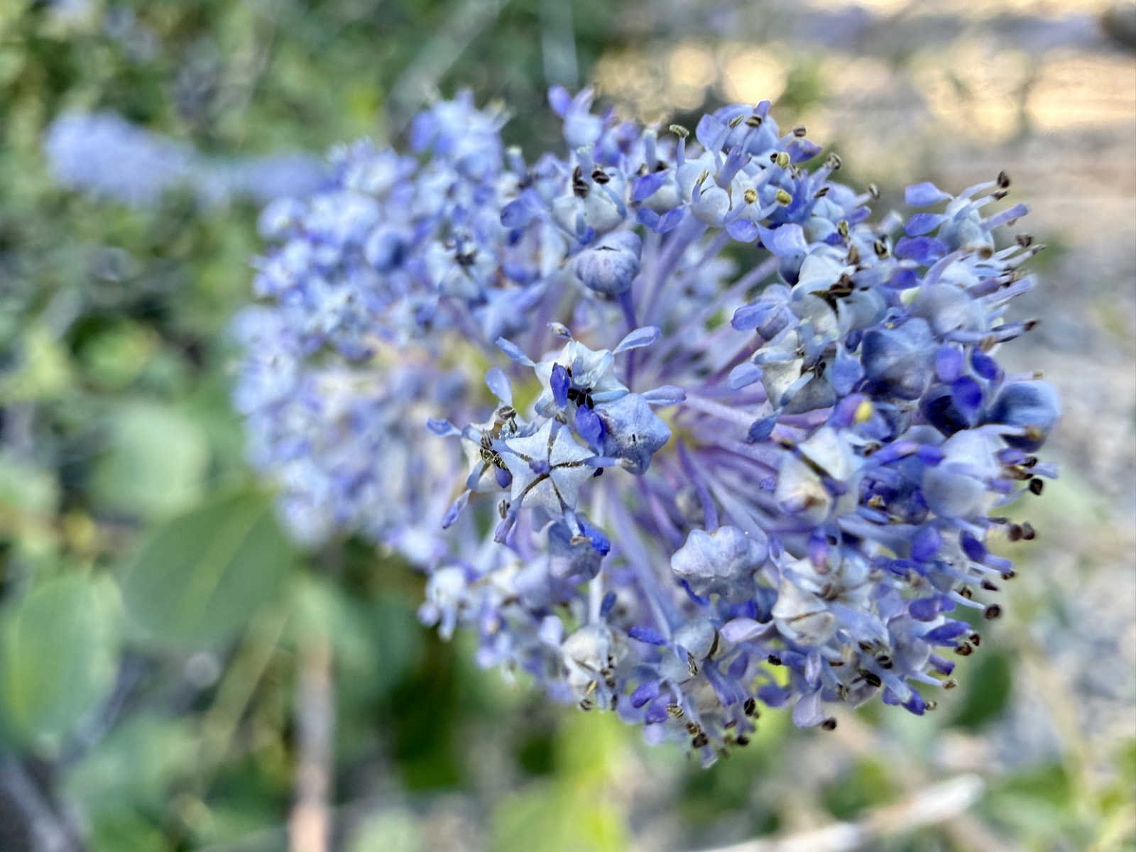 Couldn't do the long trails with two dogs, but the flowers made up for it.