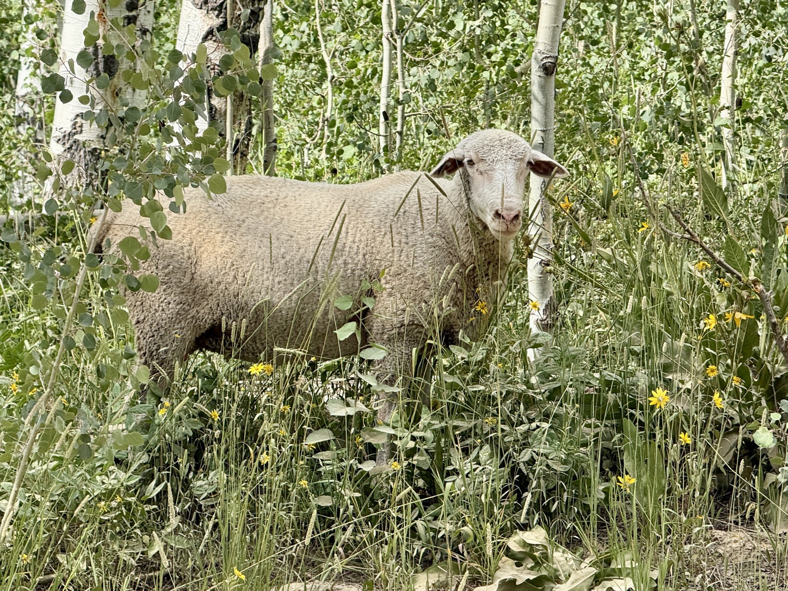 Kebler Pass traffic jam. I did not mind one bit.