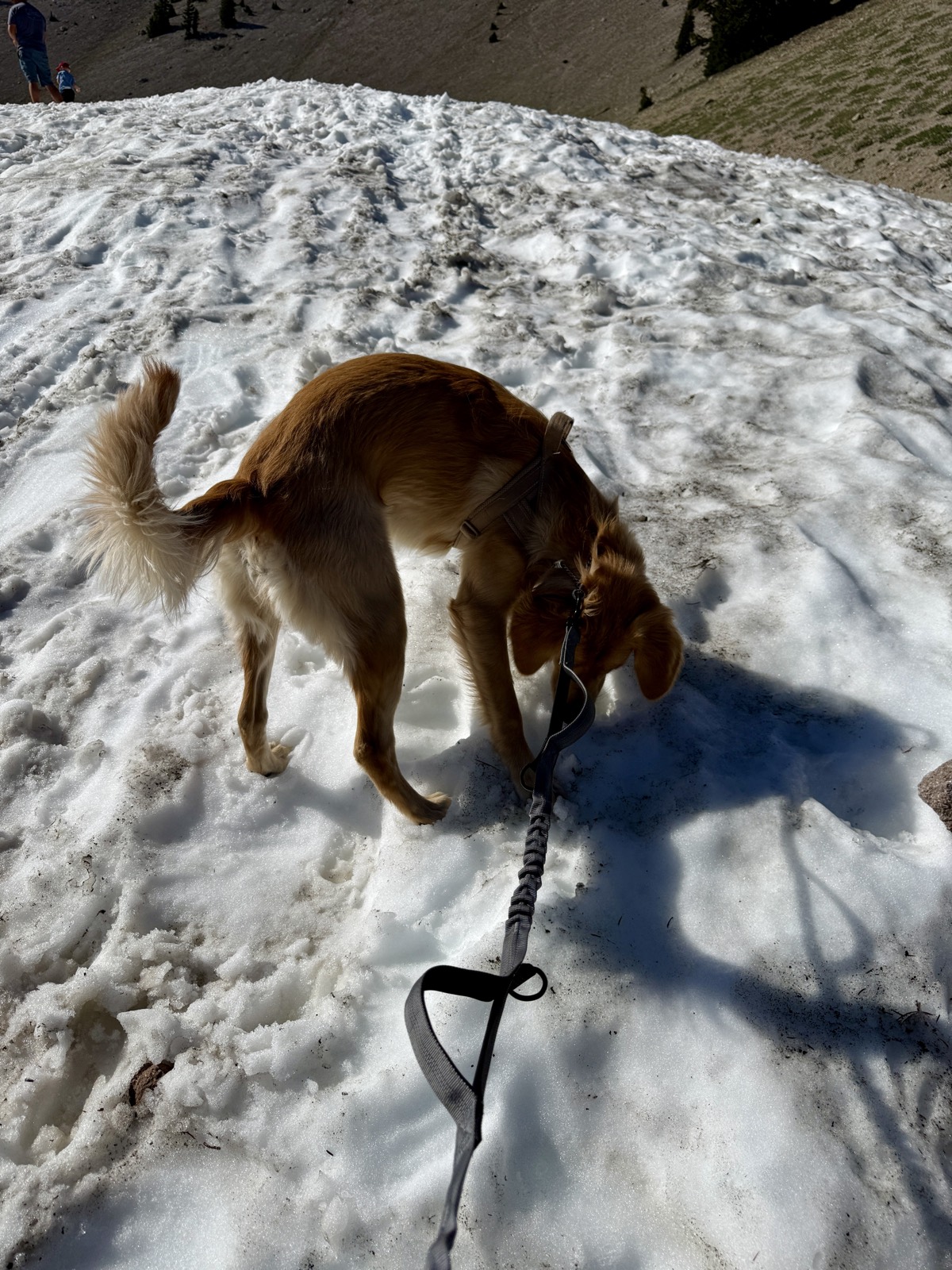 Kaia's first snow. Piper stayed on the road, on principle.