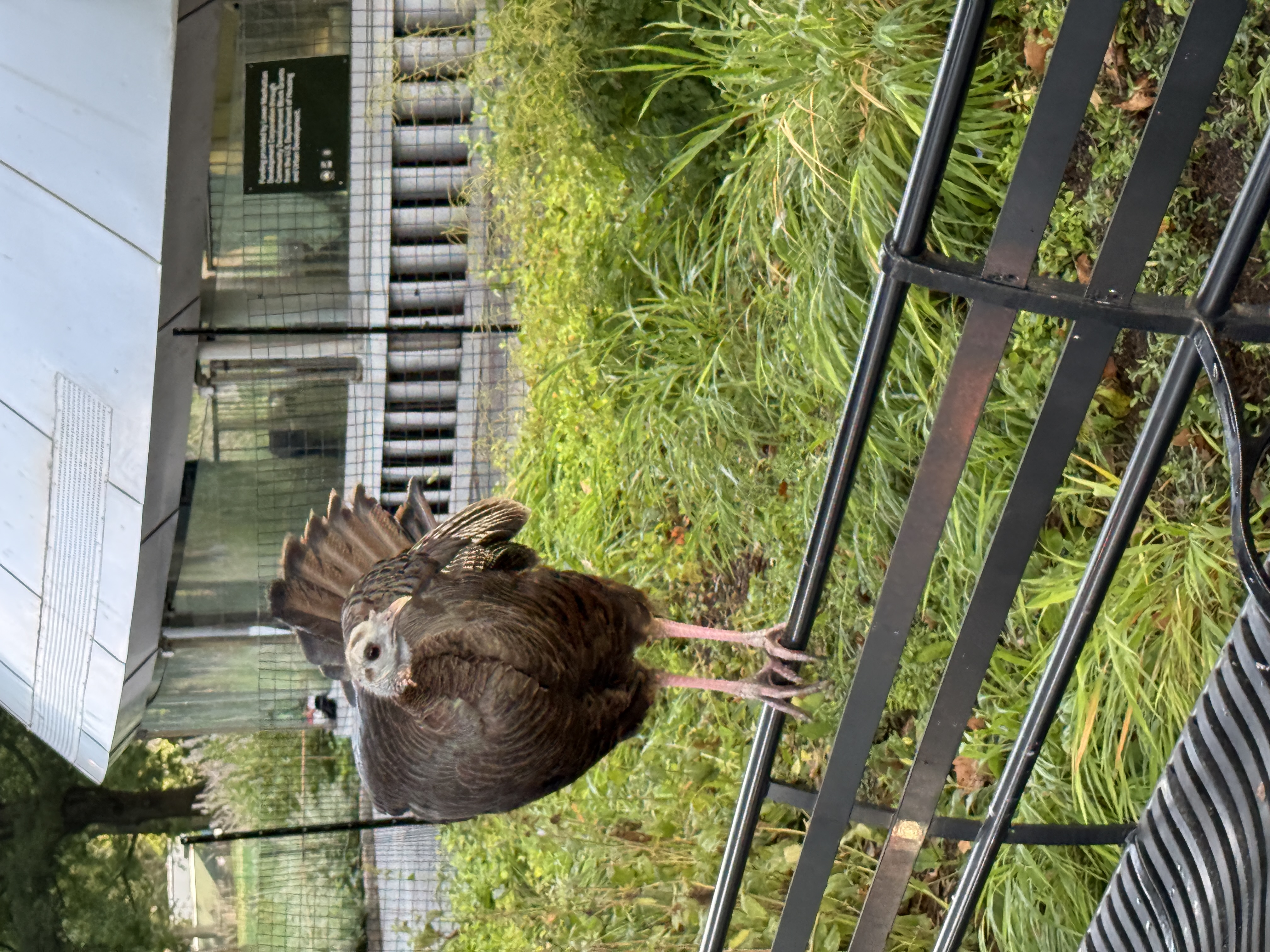 A wild turkey walking in Battery Park, Manhattan