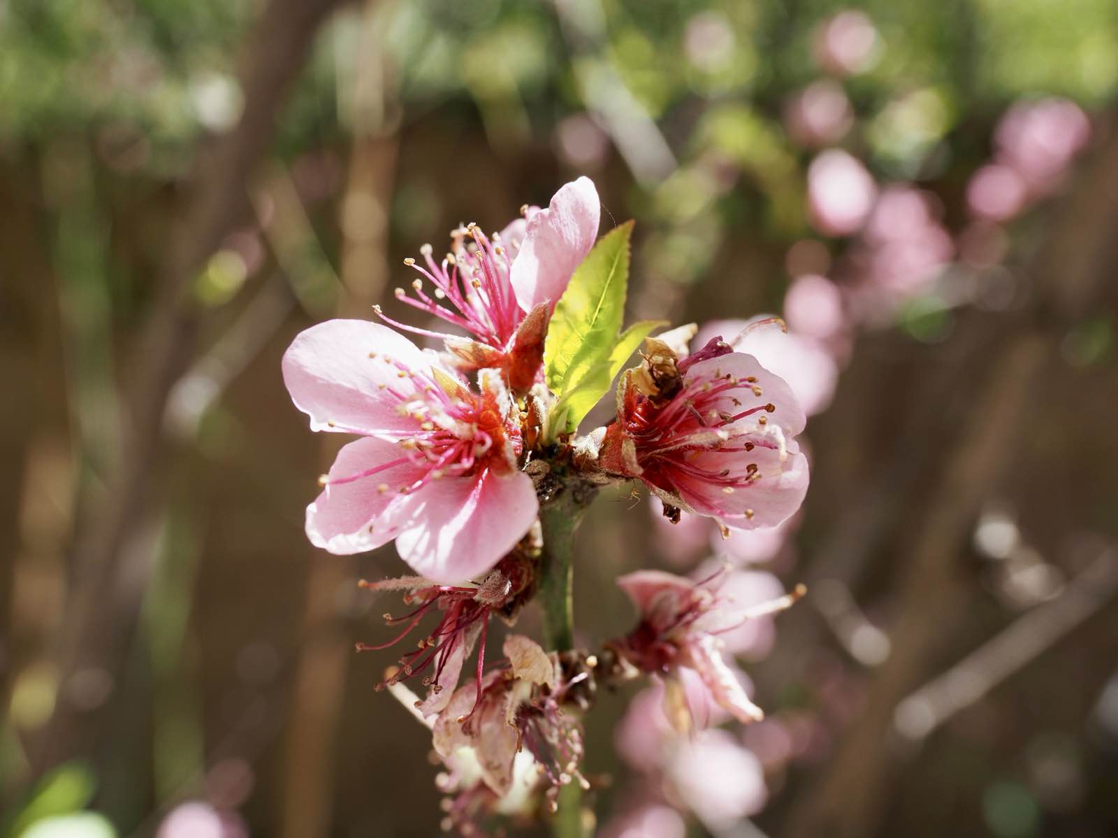 Pink blossoms on a branch