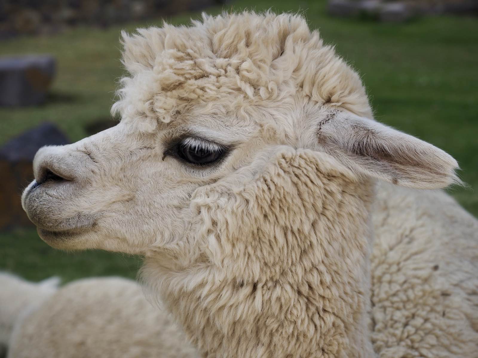 Close-up profile of a white alpaca