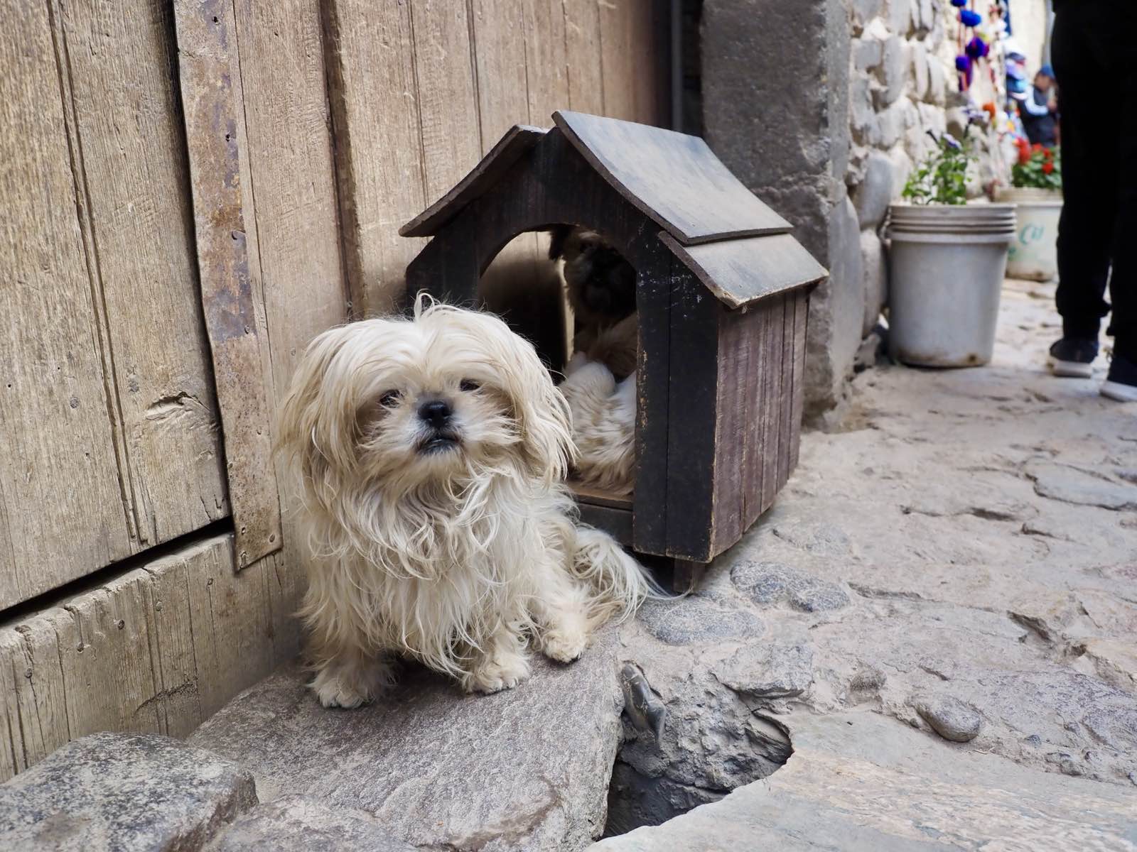 A shaggy white dog sitting beside a small wooden doghouse on a cobblestone street