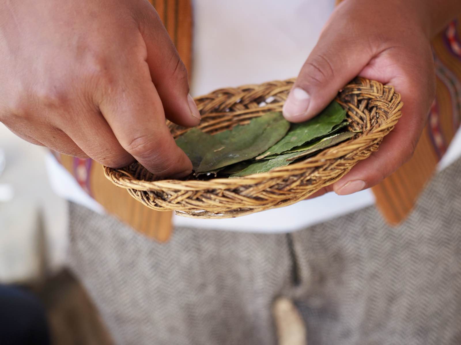 Hands holding coca leaves in a small woven basket