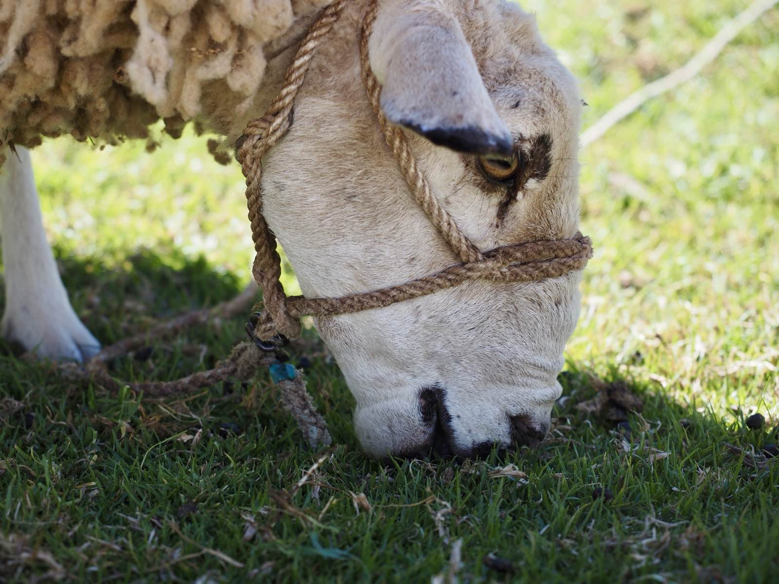 A sheep with a rope halter grazing