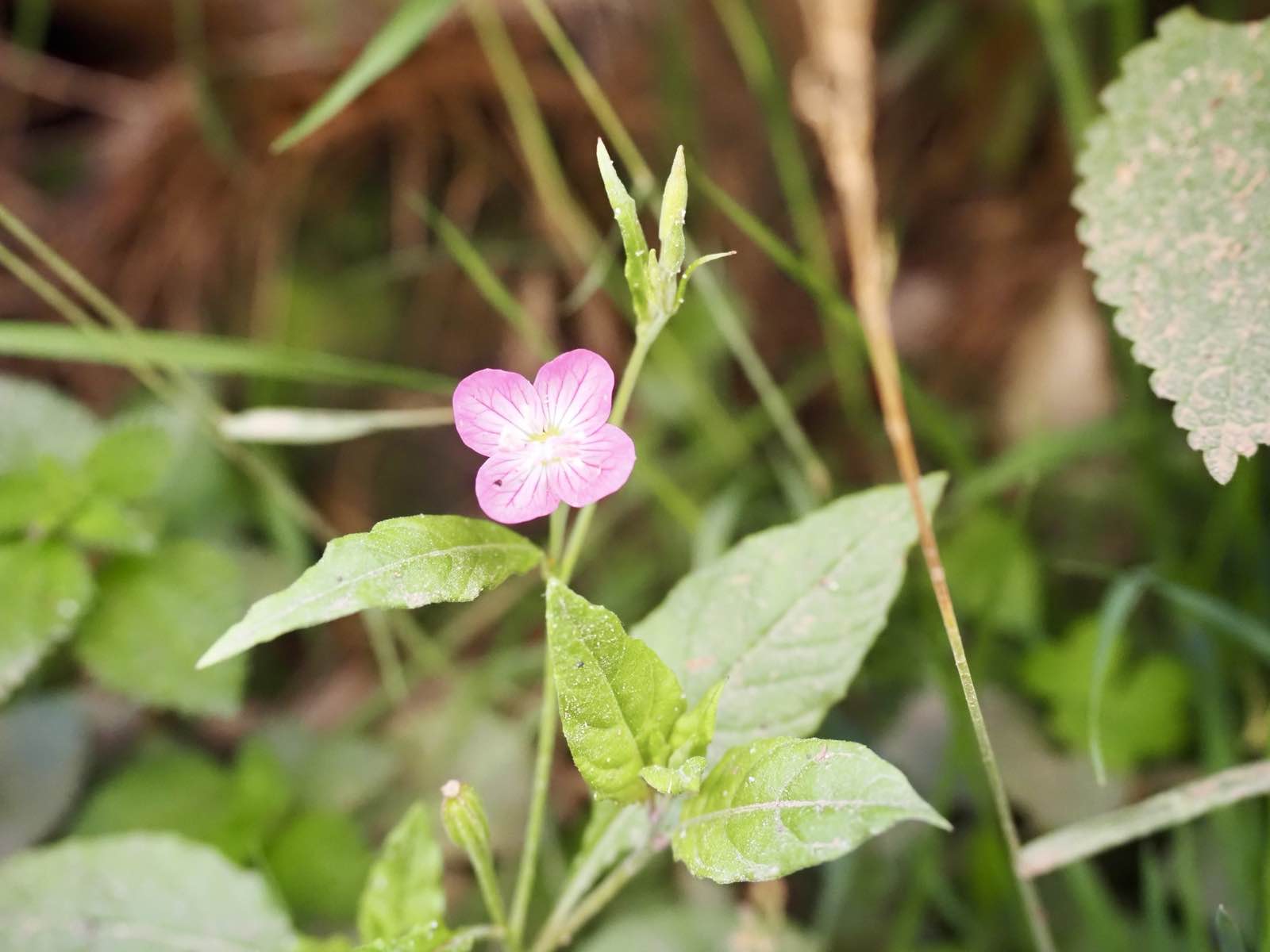 A small pink wildflower