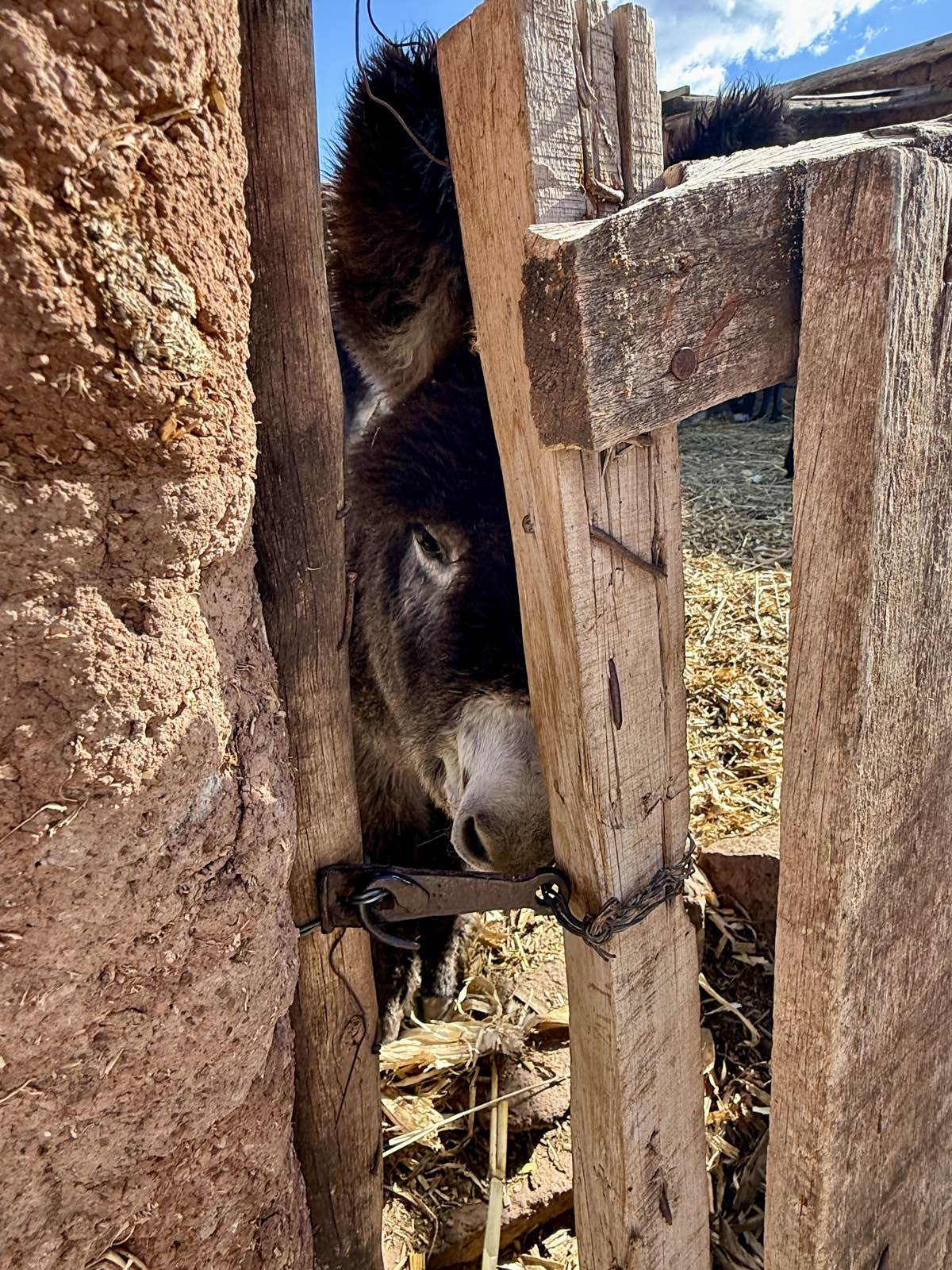 A donkey peeking through a wooden gate