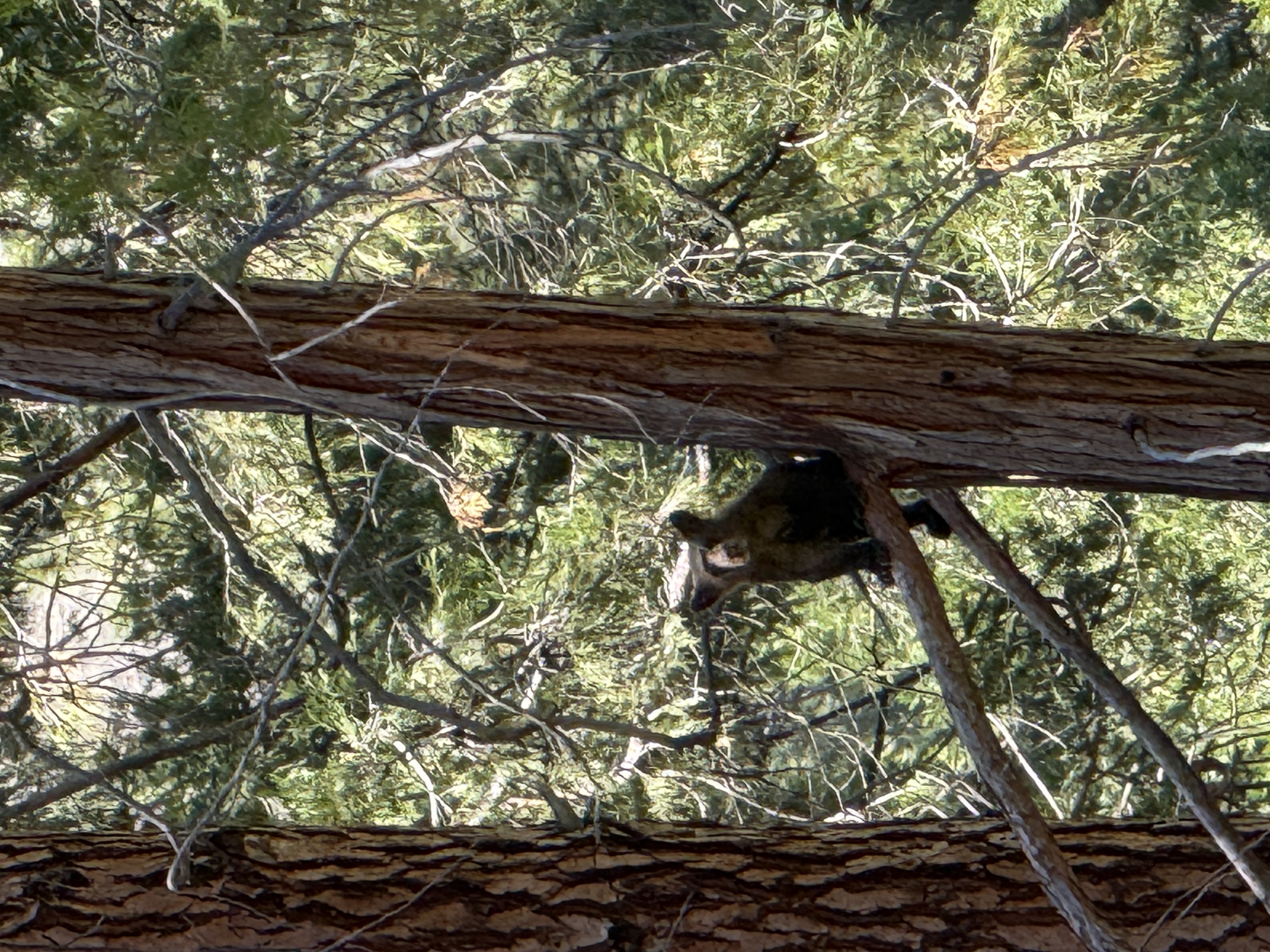 My first bear sighting — a cub up a tree.