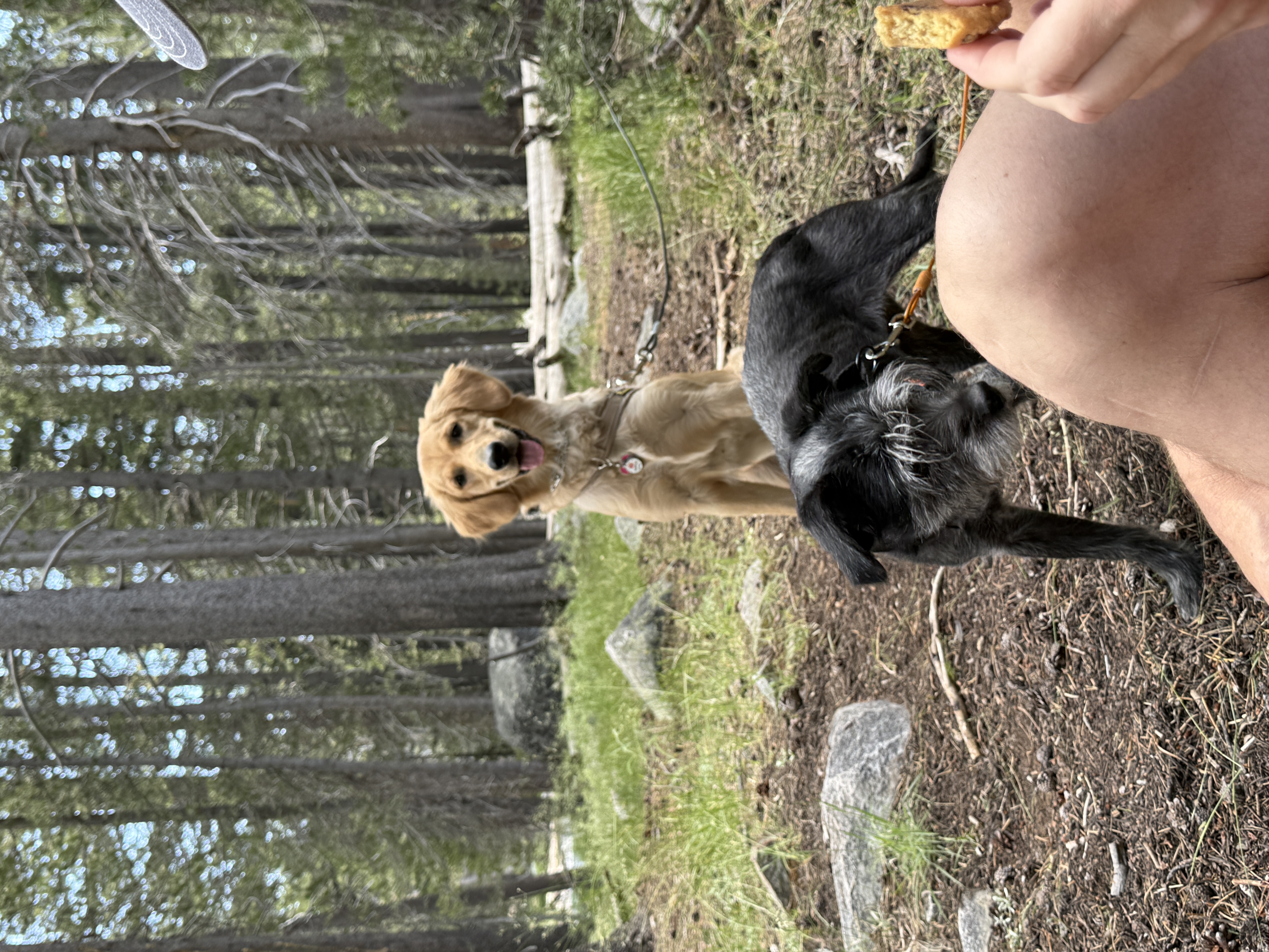 Kaia and Piper in the woods.