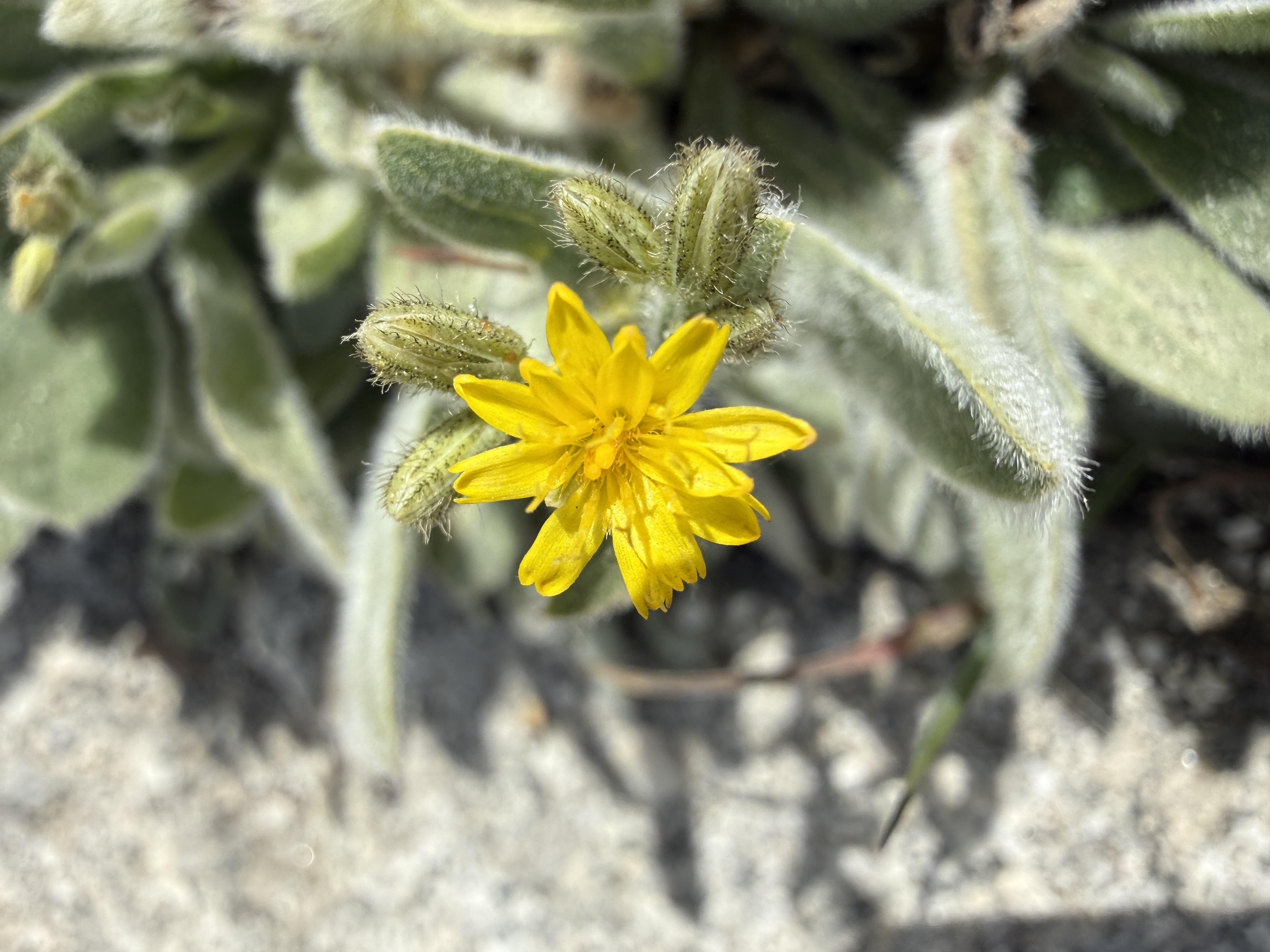 A little pop of yellow on a walk around camp.