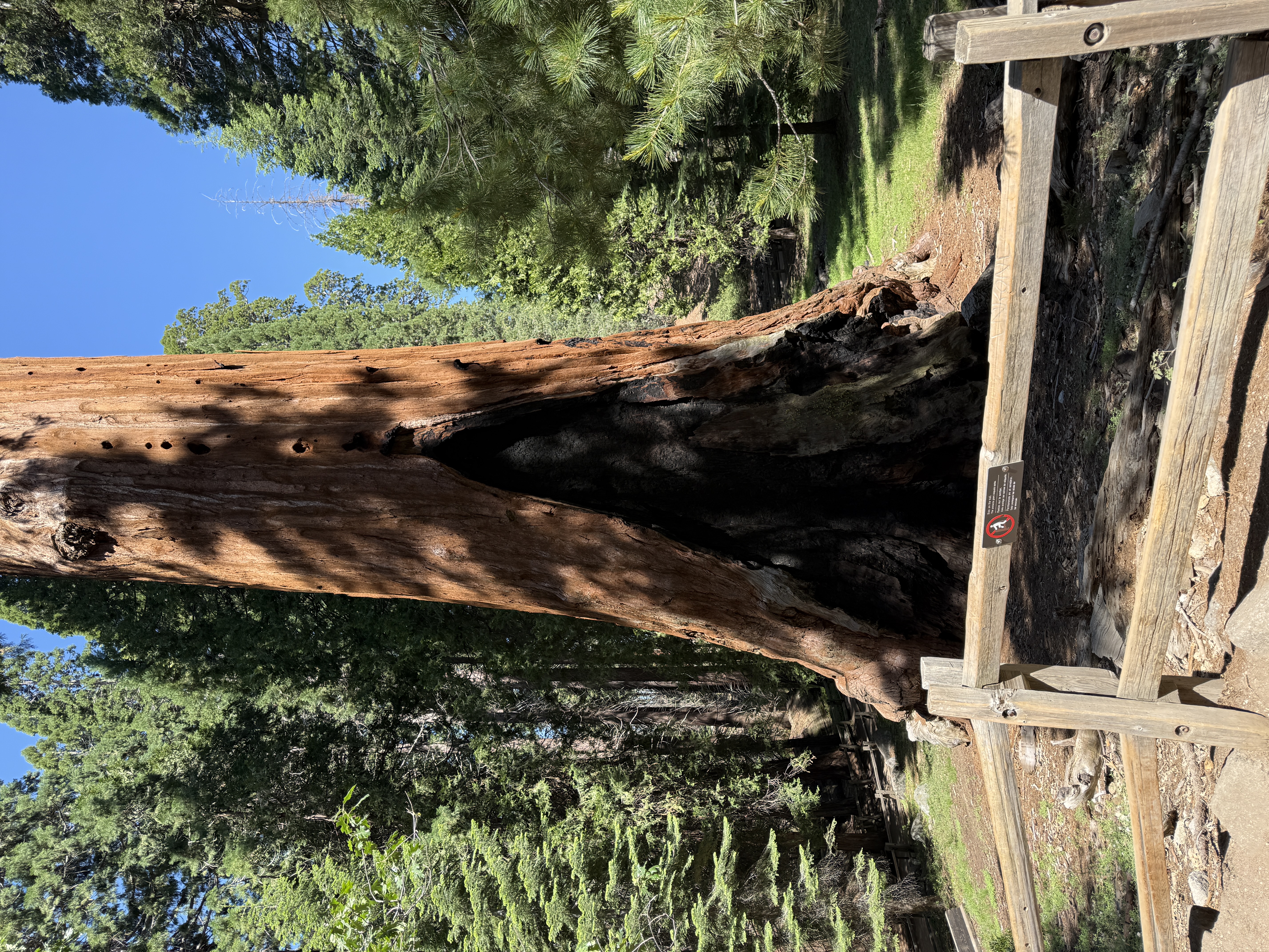 The General Grant Tree, fire-scarred side and all.