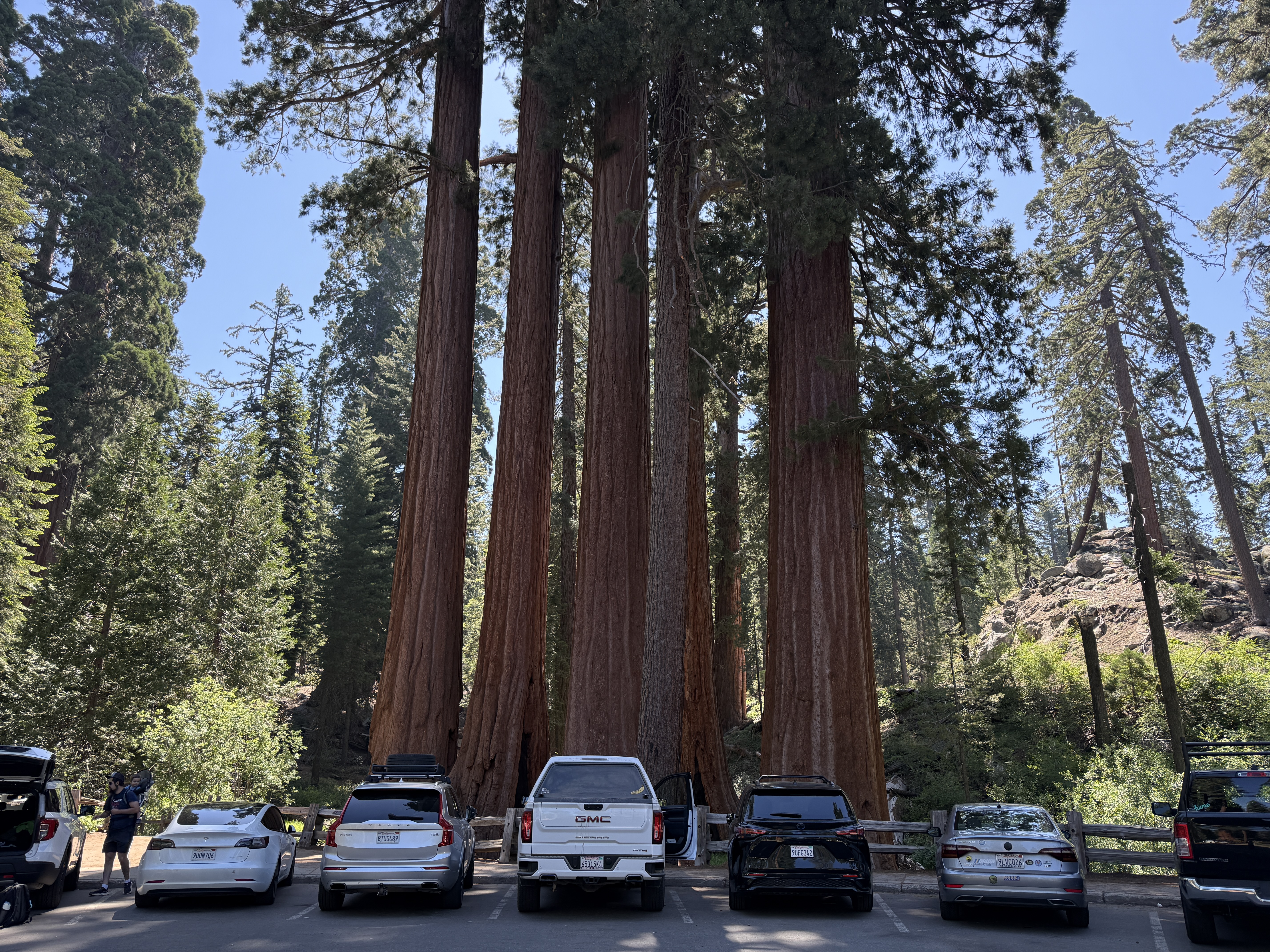 Among the giant sequoias.