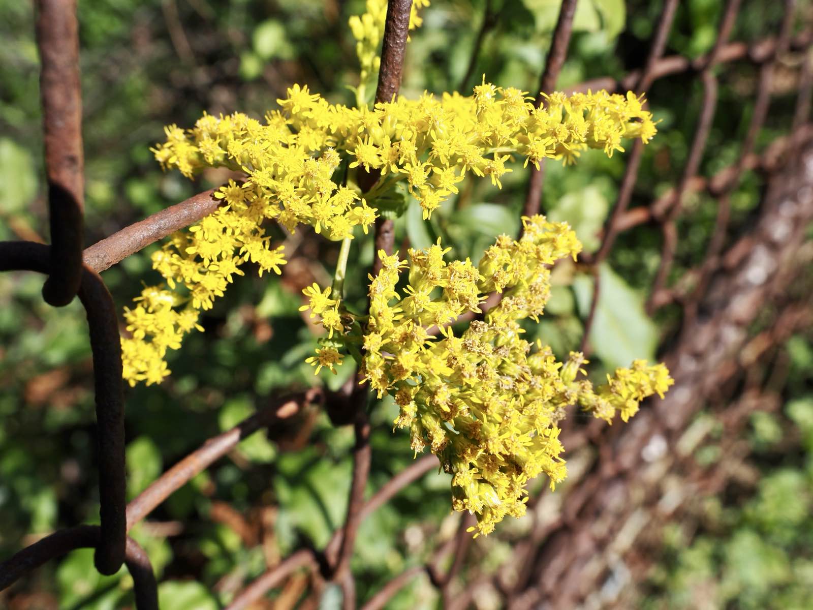 Goldenrod blooming along a rusted fence line on a back road.
