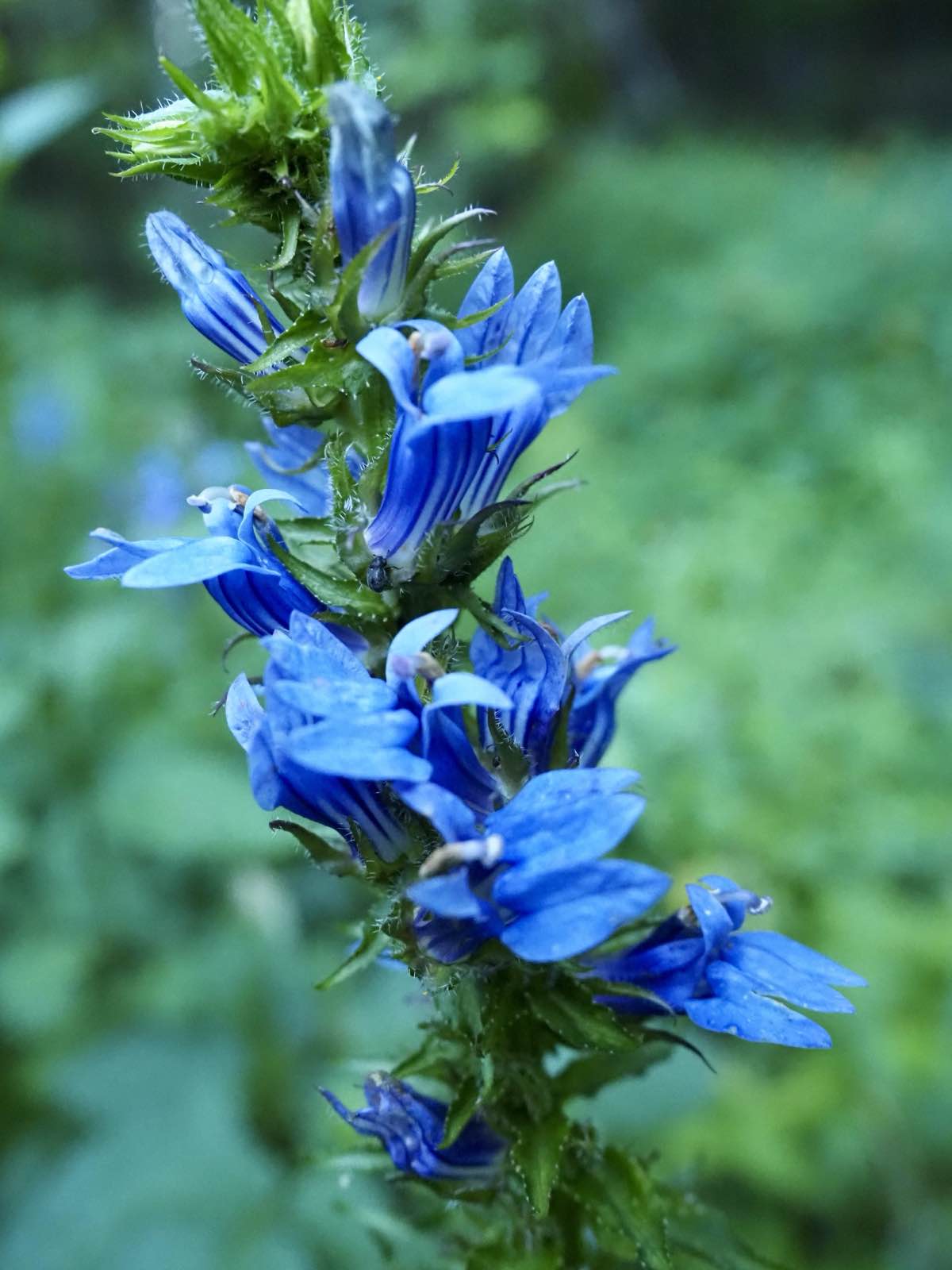 Great blue lobelia in bloom.
