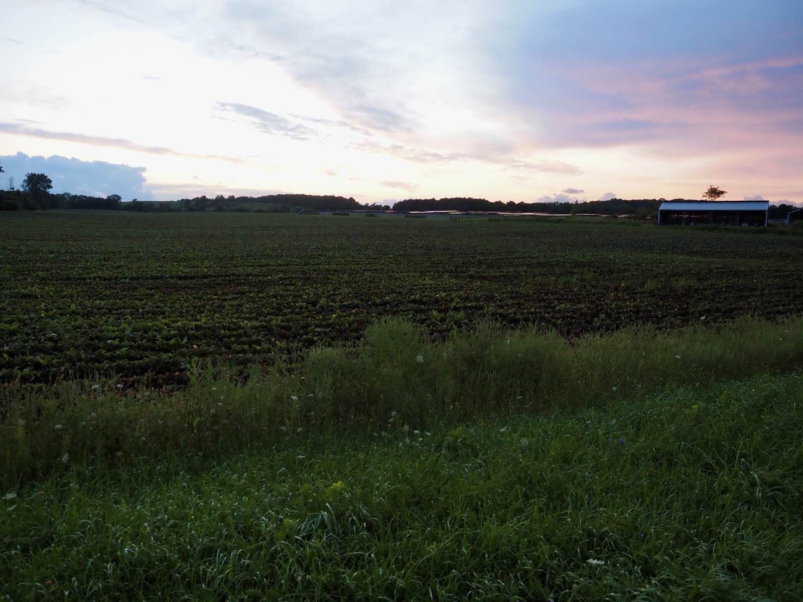 Last light over a field on the drive back.