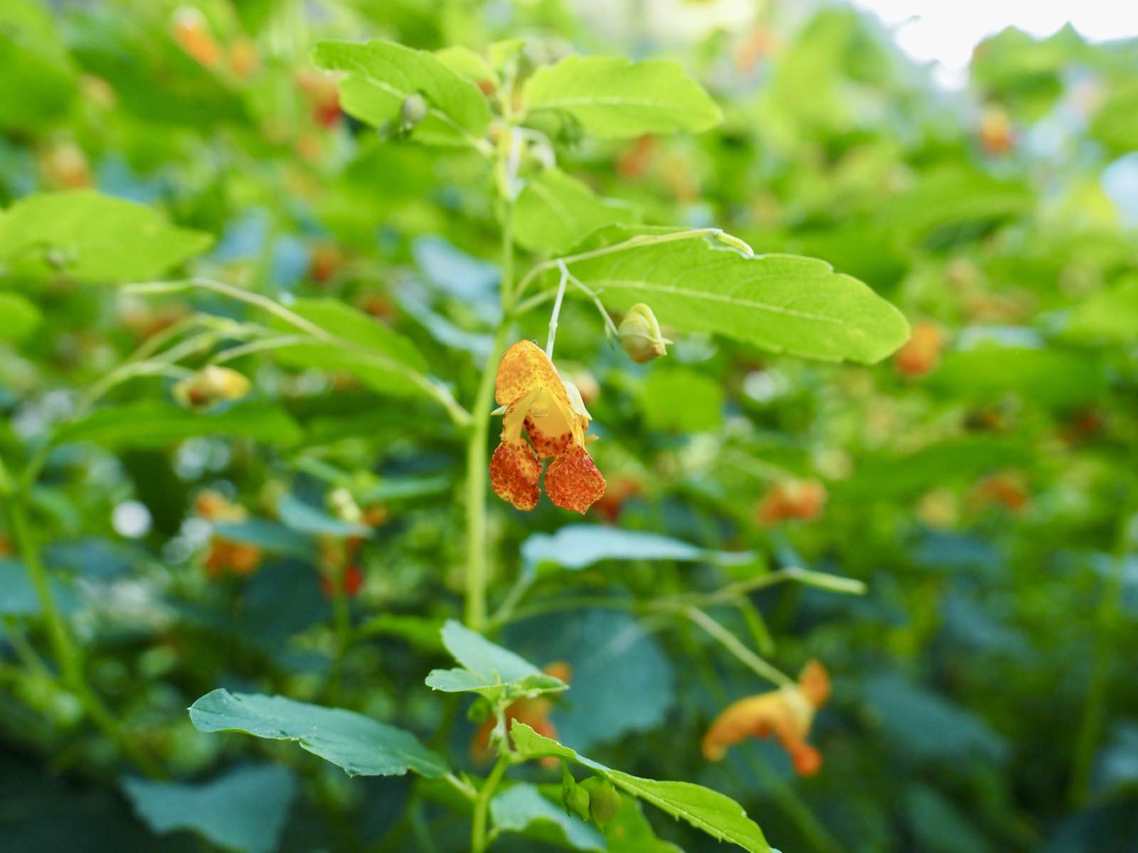 Orange jewelweed blooming along a wet edge.