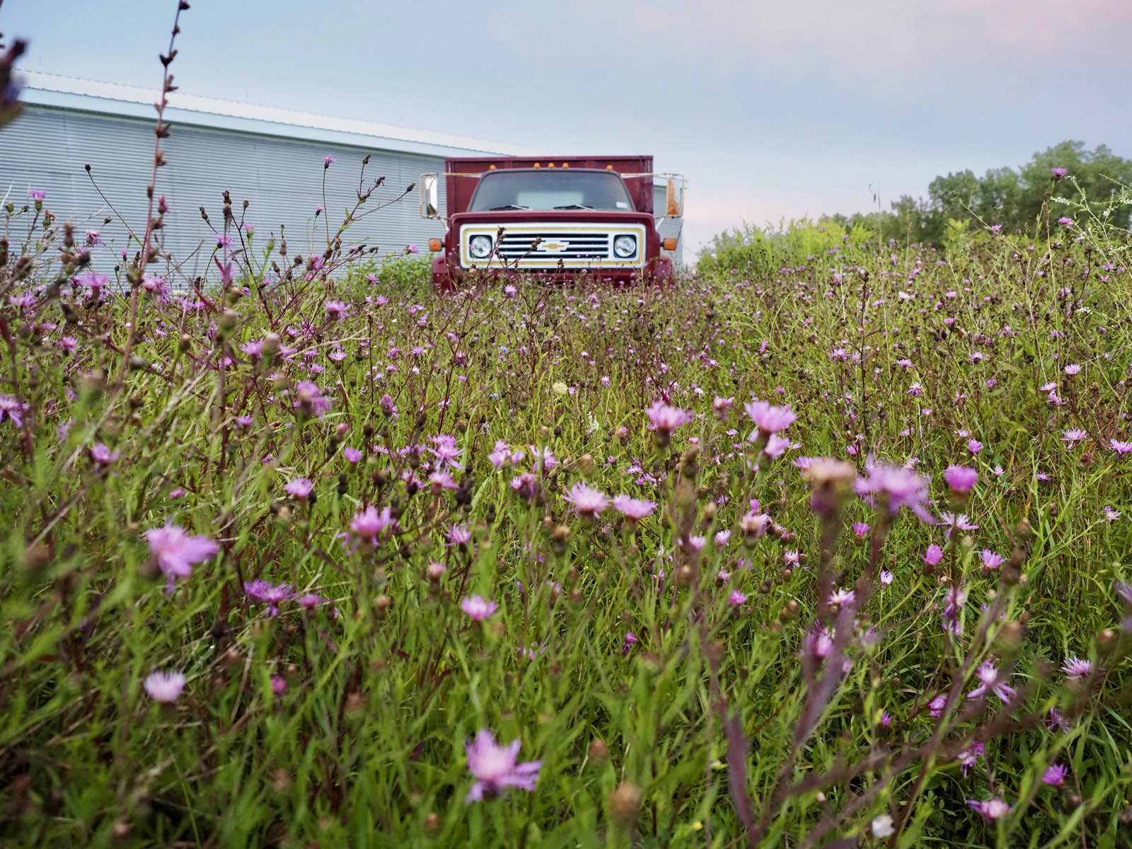 A red truck sitting in a field of purple flowers.